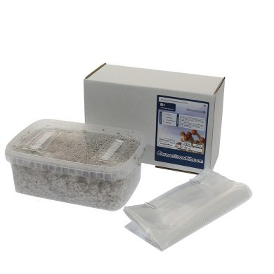 B+ Psilocybe Amplus Magic Mushroom Grow kit (Medium - 1200cc)