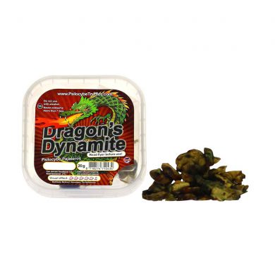 Dragons Dynamite Psilocybe Pajateros Magic Truffles