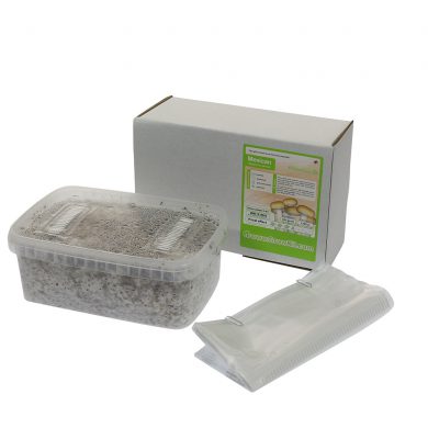 Magic Mushroom Grow Kits