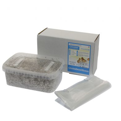 Colombian Psilocybe Colombiescens Magic Mushroom Grow kit (Medium - 1200cc)