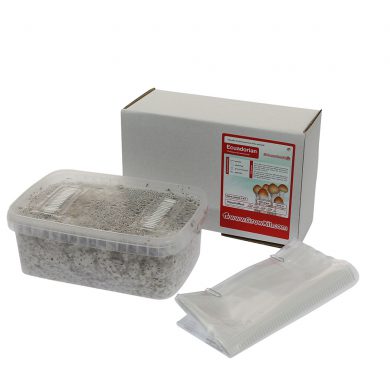 Ecuadorian Psilocybe Equaescens Magic Mushroom Grow kit (Medium 1200cc)