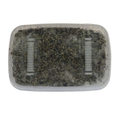 Ecuadorian Psilocybe Equaescens Magic Mushroom Grow kit (Medium 1200cc)