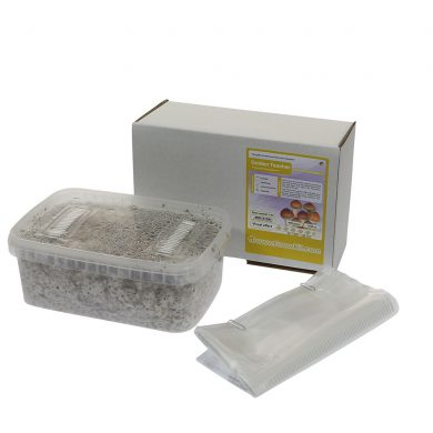 Golden Teacher Psilocybe Aurumescens Magic Mushroom Grow kit (Medium - 1200cc)