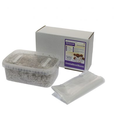 McKennaii Psilocybe McKenaii Magic Mushroom Grow kit (Medium - 1200cc)