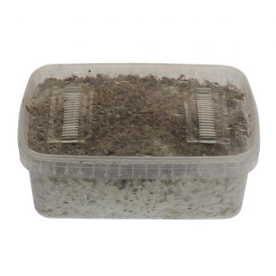 Mazatapec Psilocybe Mayiescens Magic Mushroom Grow kit (Medium - 1200cc)