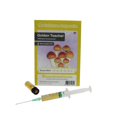 Golden Teacher Spore Syringe Aurumescens Psilocybe Culture Ampoule Magic Mushroom Spores