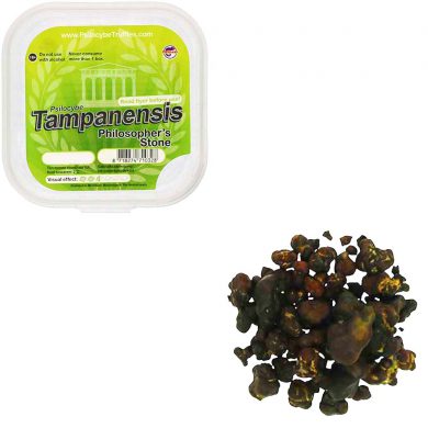Tampanensis Magic Truffels (Psilocybe) smartific.com