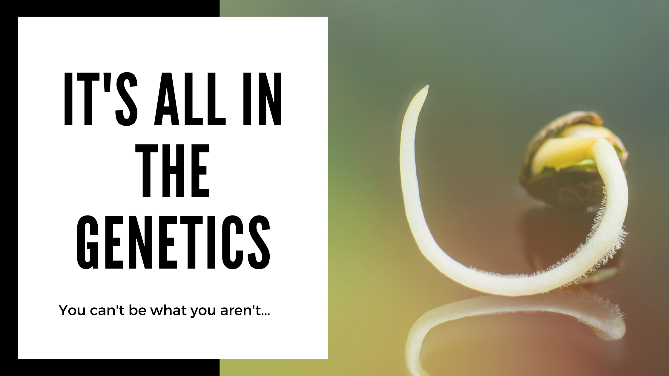 genetics of quality cannabis seeds