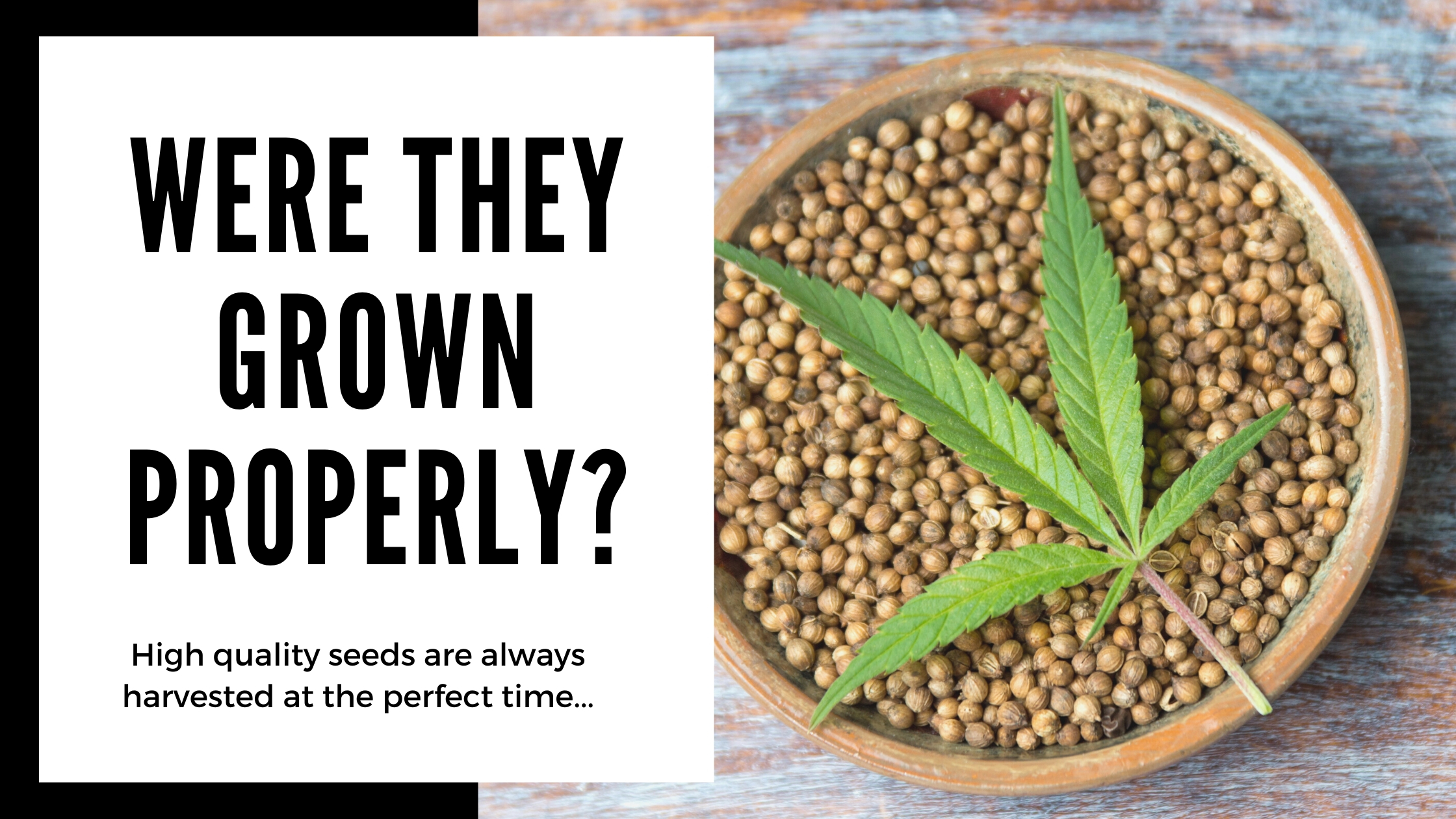 how to know if your cannabis seeds are quality