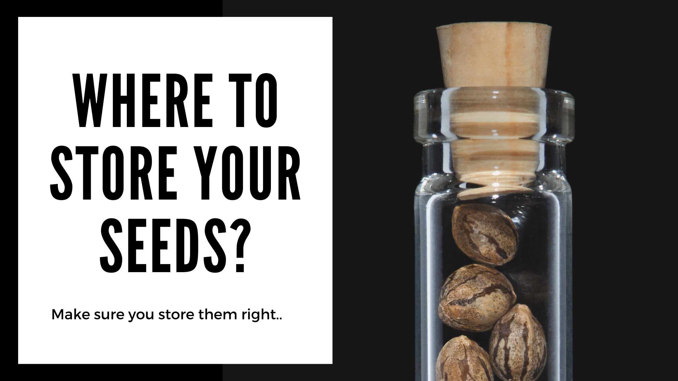 how you should store your cannabis seeds