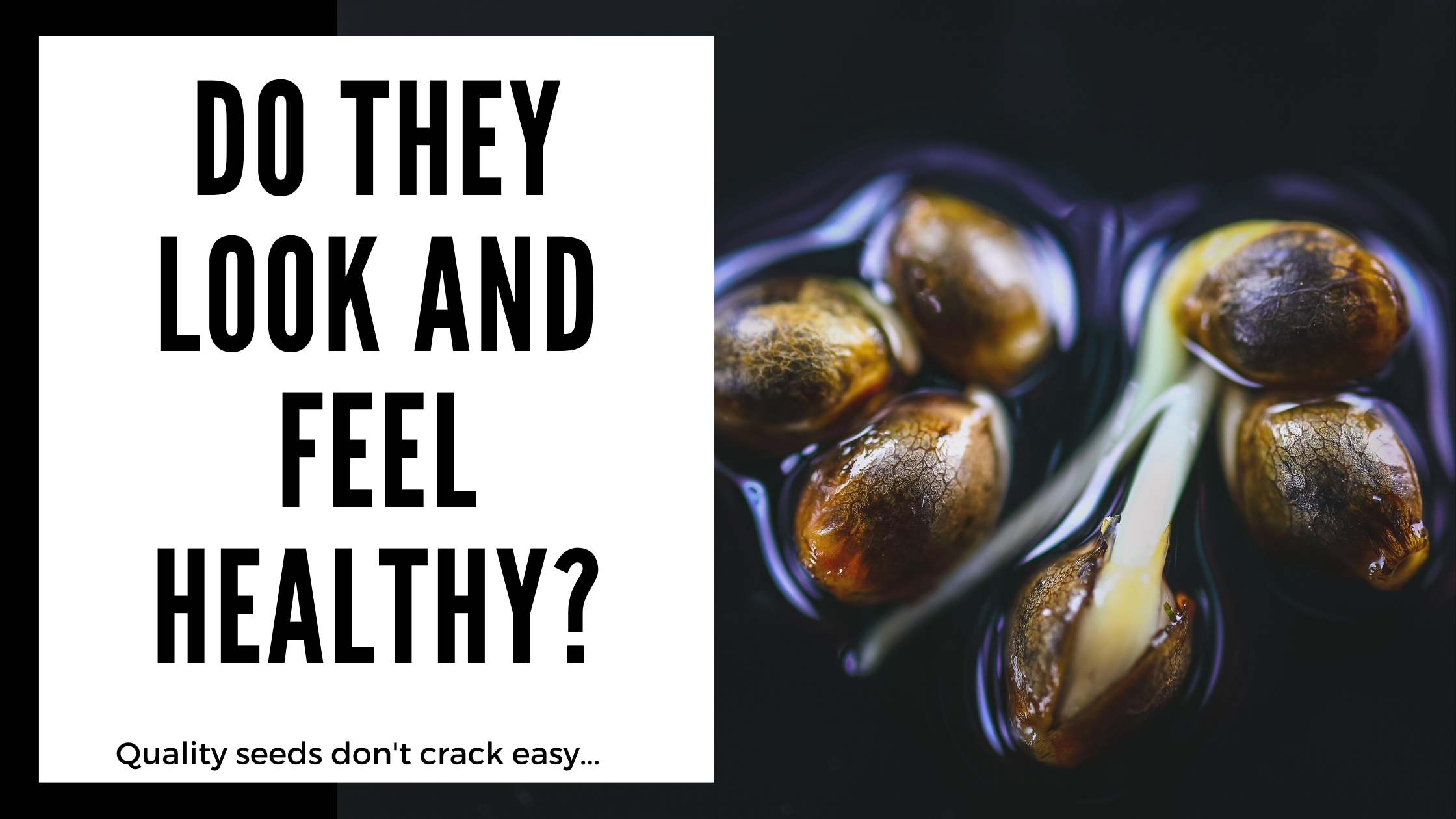 does your seeds feel and look healthy