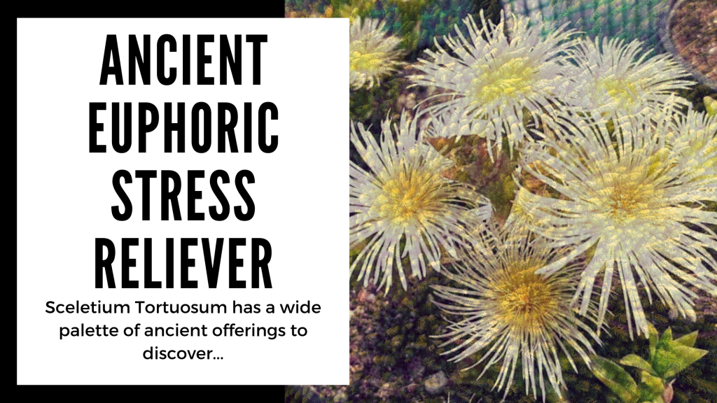 Everything You Need to Know About Kanna - euphoric stress reliever - Smartific blog