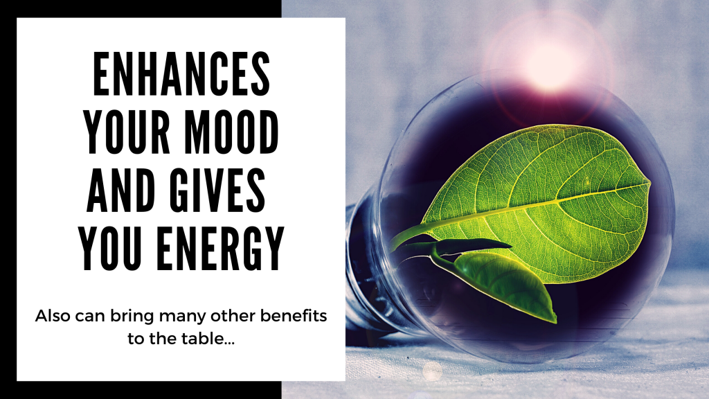 Everything You Need to Know About Kanna - enhances your mood and gives you energy - Smartific blog