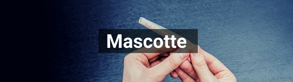 ✅ All high-quality Mascotte products from Smartific.com