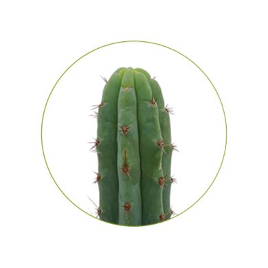 Bridgesii 100 seeds contents McMystic