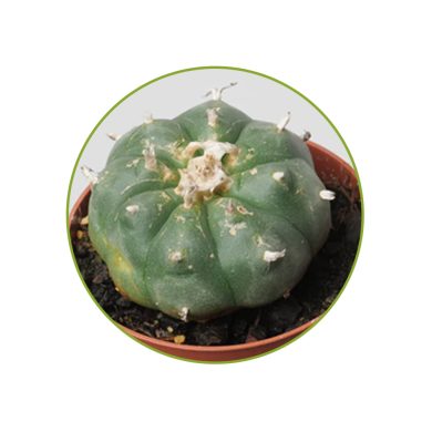 Williamsii contents McMystic
