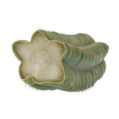 ? San Pedro Pachanoi Cactus Cutting (25cm) Smartific 60011 mcs
