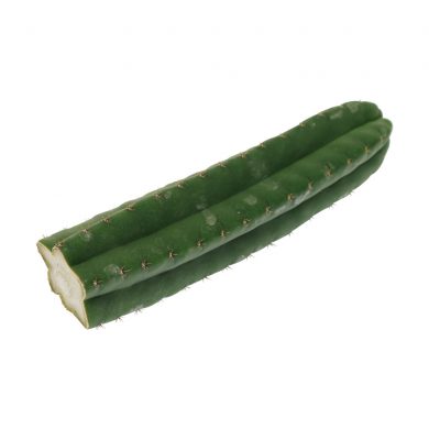 ? San Pedro Pachanoi Cactus Cutting (25cm) Smartific 60011 mcs