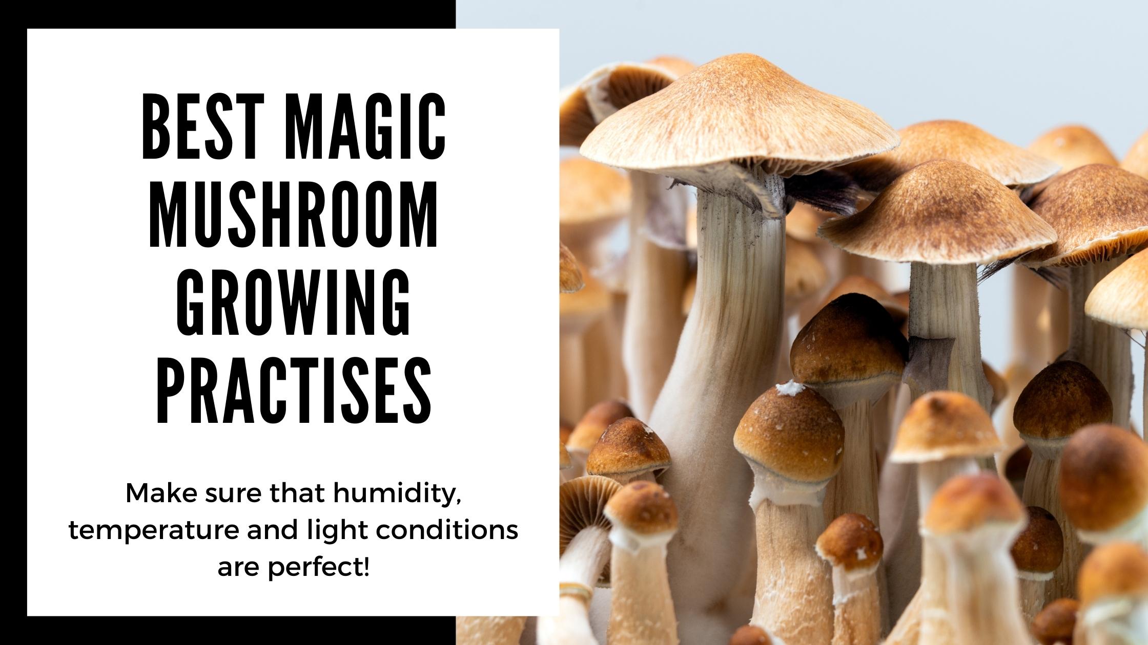 Best Magic Mushroom Grow Kit tips