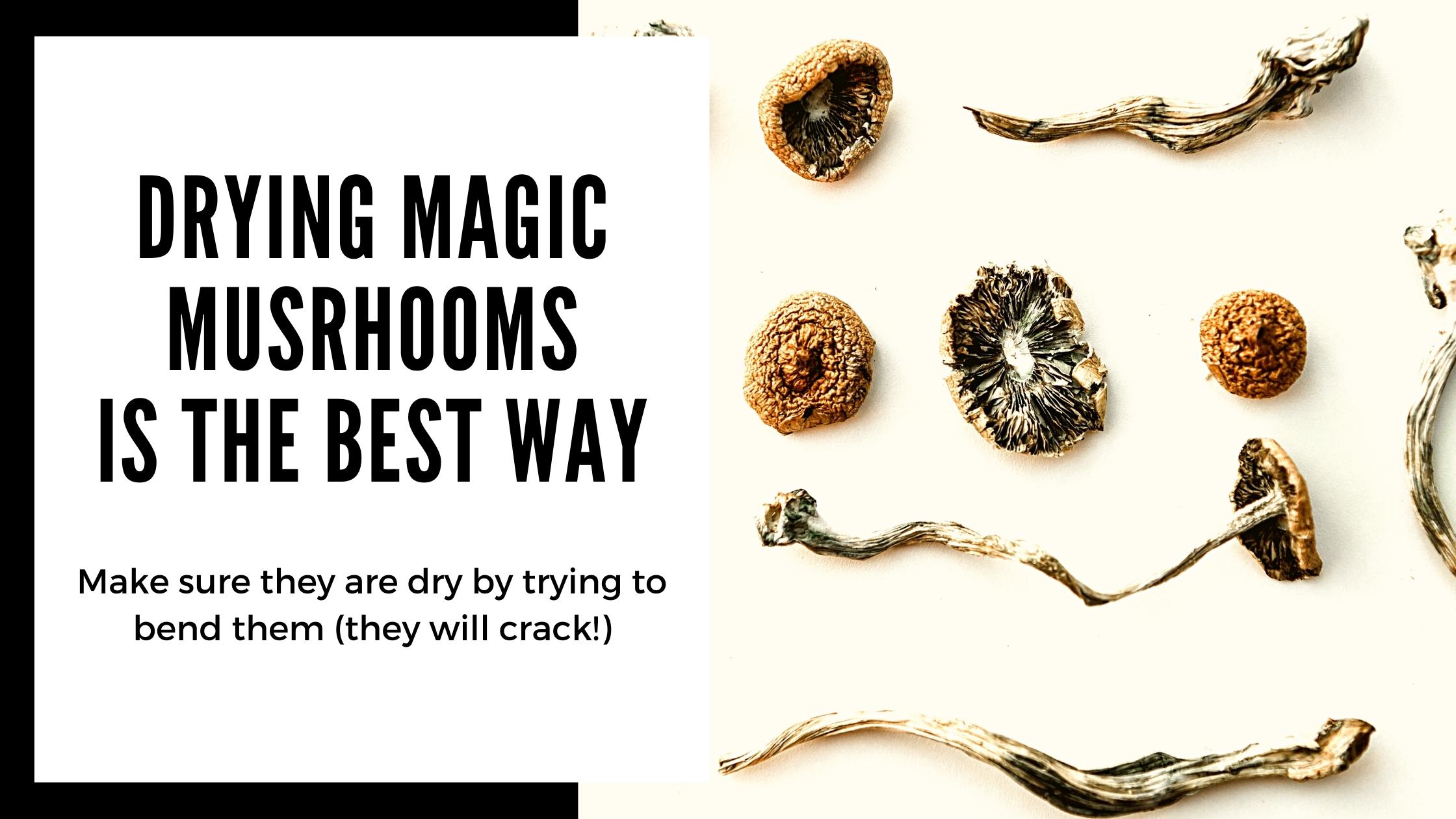 How to dry Magic Mushrooms from your Grow Kit