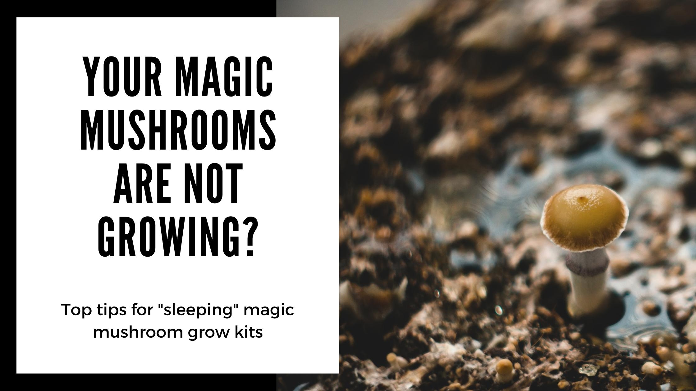 What to do when your Magic Mushrooms are not growing from the Grow Kit