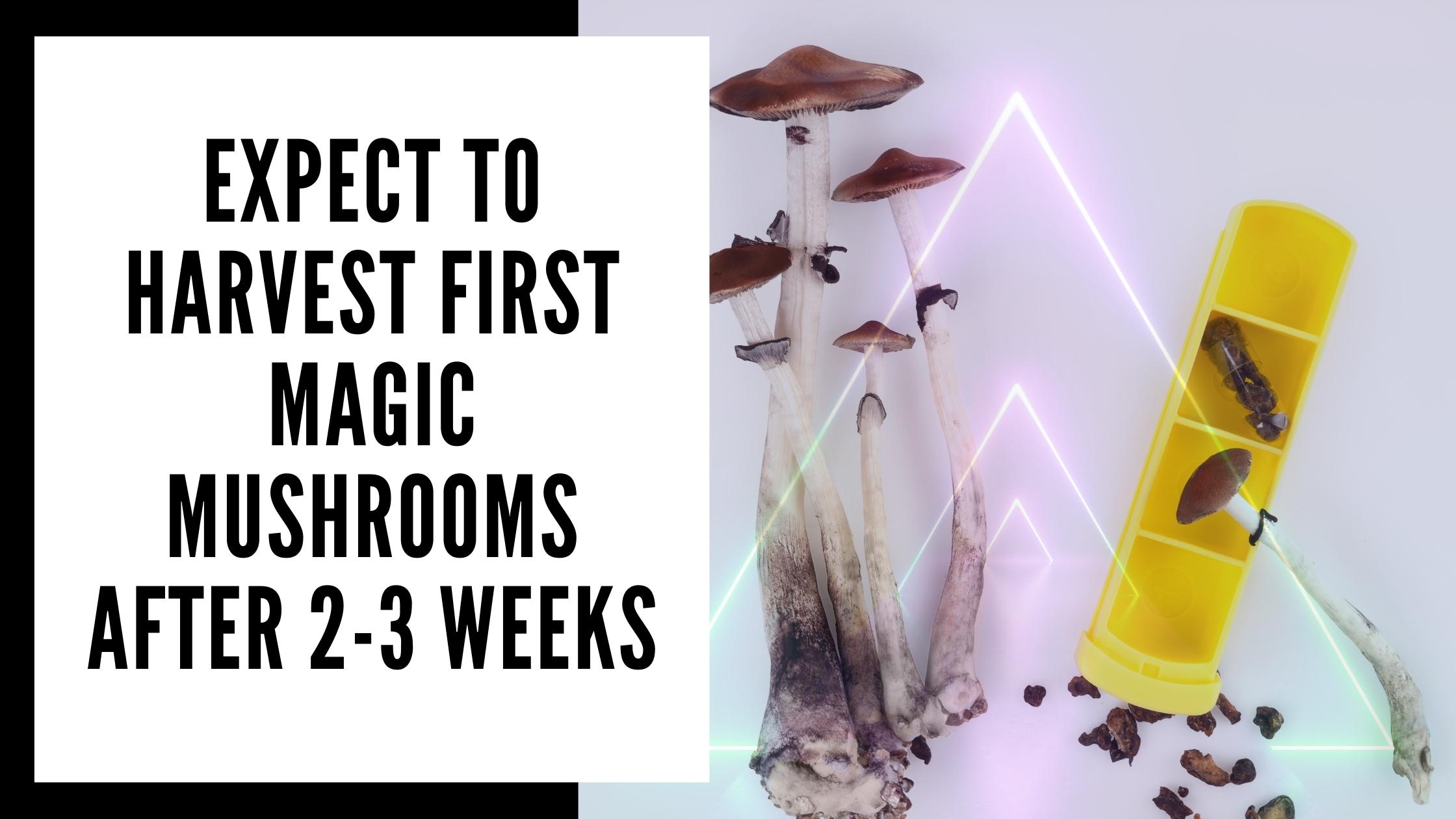 when to harvest mushrooms from your Magic Mushroom Grow Kit