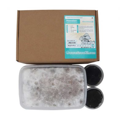 Hawaiian Copelandia Cyanescens Magic Mushroom Grow Kit