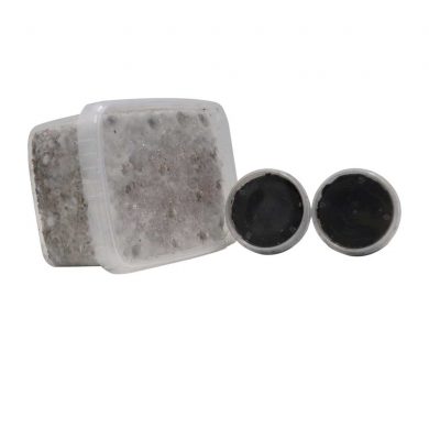 Hawaiian Copelandia Cyanescens Magic Mushroom Grow Kit