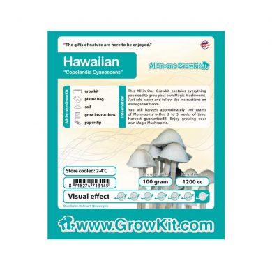 Hawaiian Copelandia Cyanescens Magic Mushroom Grow Kit
