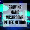 Growing magic mushrooms PF-TEK method blog post thumbnail