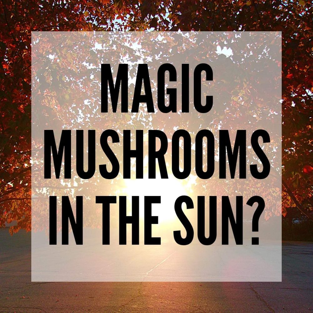 magic mushrooms in the sun