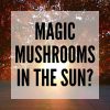 magic mushrooms in the sun