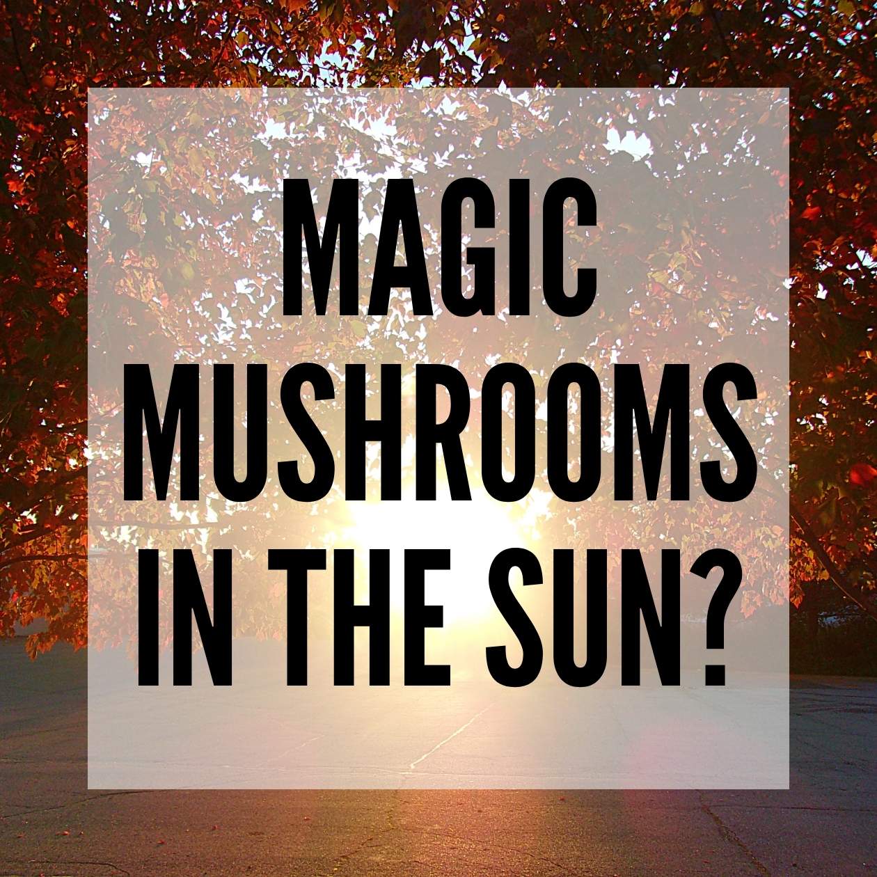 magic mushrooms in the sun