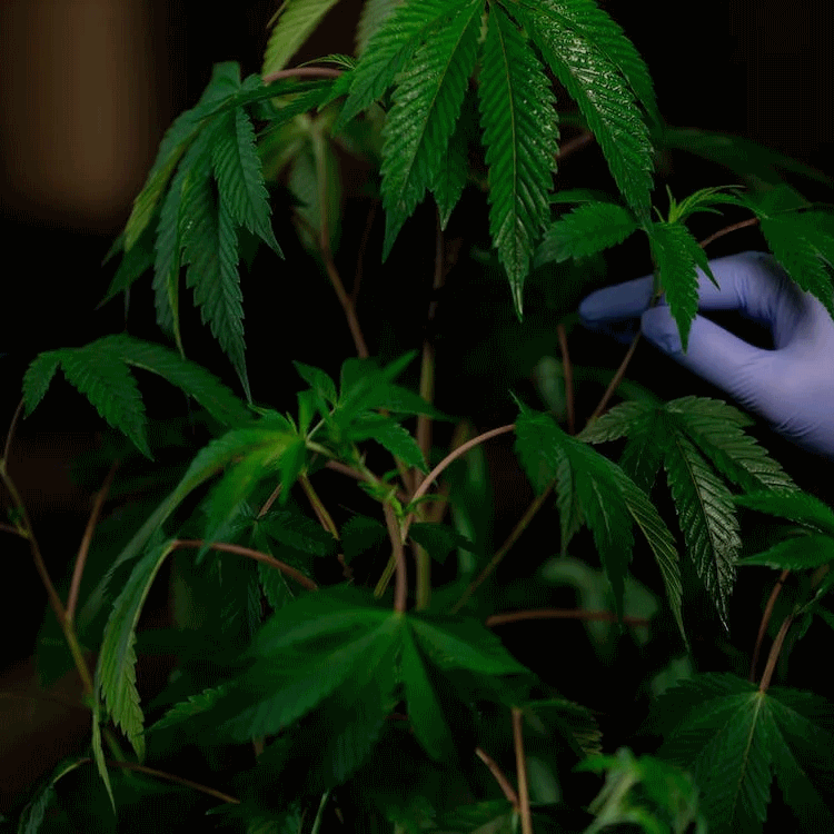 Quality in Cannabis Seeds Genetics