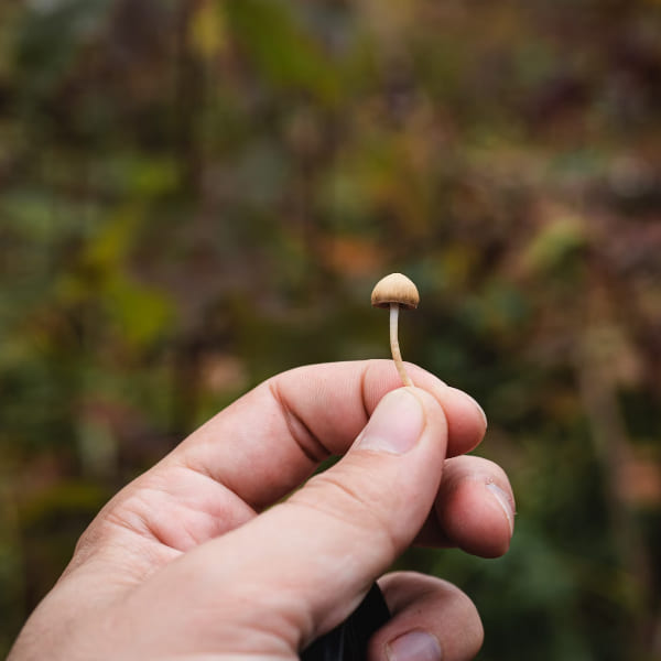 The science behind microdosing explained