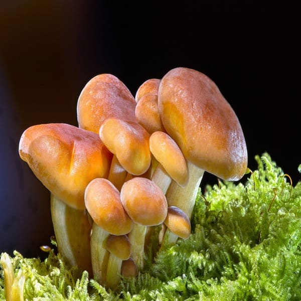 The biological life cycle and cultivation of Mushrooms