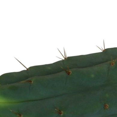Cutting Bridgesii 25 – 29 cm 2