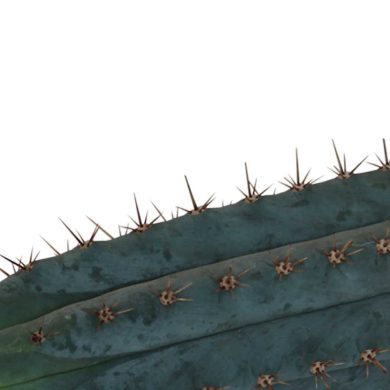 San Pedro Cutting Peruvianus – 25 – 29 cm 2