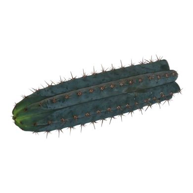 Mescaline Cacti